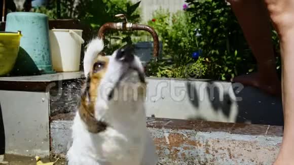 女人在花园里洗狗视频的预览图