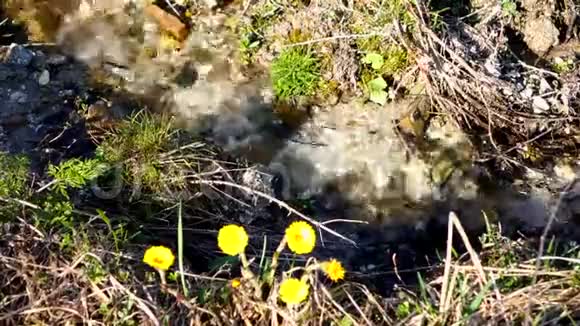 清澈的河水在森林空地上潺潺流淌阳光明媚的春天视频的预览图