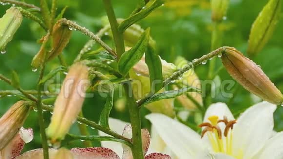 橙色百合花雨后花蕾和白色百合花视频的预览图
