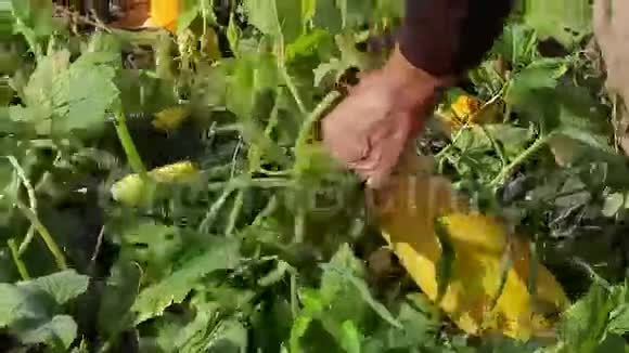 农夫收割庄稼视频的预览图