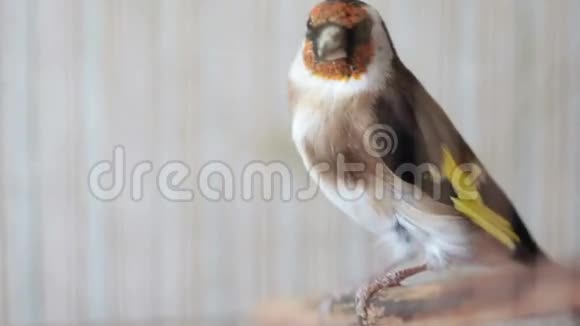 鸟笼中的金雀鸟视频视频的预览图