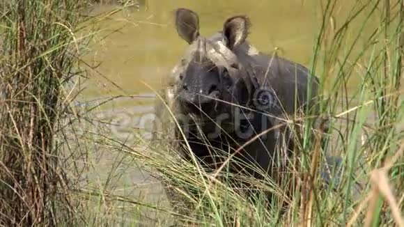 印度犀牛独角兽也叫大一角犀牛泥浴和沃洛宁视频的预览图