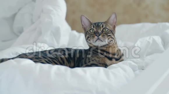 孟加拉猫躺在白色的床上看着视频的预览图