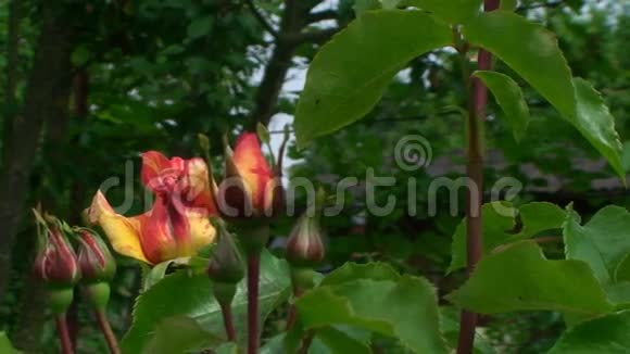 一朵美丽的灌木玫瑰在大花园中盛开视频的预览图