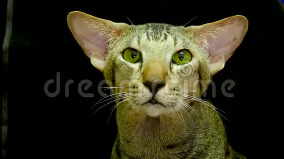 特写肖像可爱的暹罗猫视频的预览图
