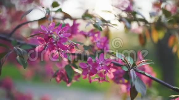 春花樱花或樱花树枝盛开日落背景视频的预览图