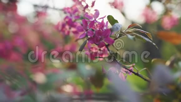 春花樱花或樱花树枝盛开日落背景视频的预览图