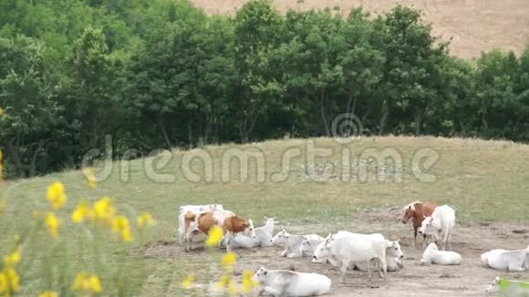 一大群白牛在意大利的草地上放牧视频的预览图