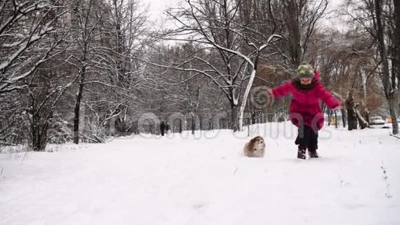 有趣的科吉毛茸茸的小狗与小女孩在户外散步冬季视频的预览图