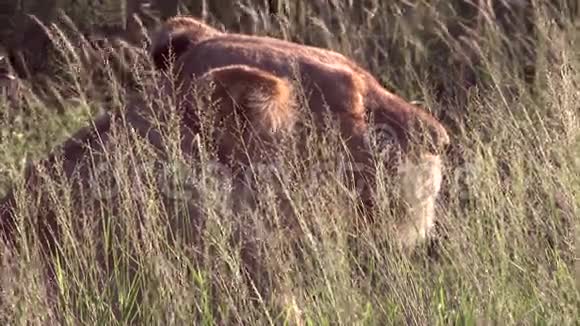 丛林草中的雌狮视频的预览图