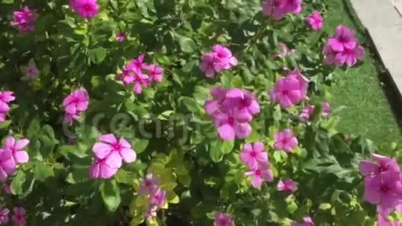 阳光下的绿色植物和花朵视频的预览图