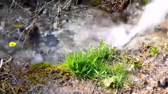 清澈的河水在森林空地上潺潺流淌阳光明媚的春天视频的预览图