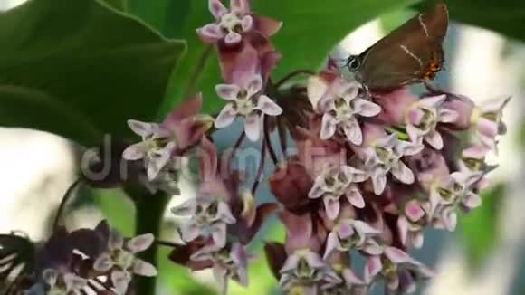 蜜蜂和黑桃蝴蝶在马利筋上视频的预览图
