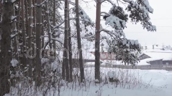 冬季冰冻的森林和树木视频的预览图