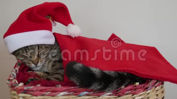 在圣诞节和新年假期里累猫正睡在篮子里视频的预览图