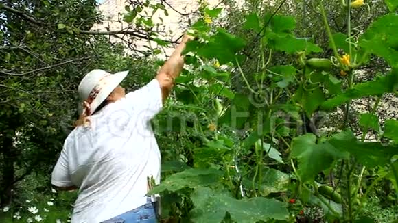 女人从他的花园里收集黄瓜视频的预览图
