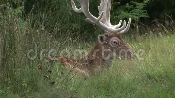 浅鹿在长草中鹿视频的预览图