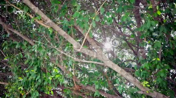 阳光或阳光透过森林背景中的树叶相机在高清拍摄视频的预览图