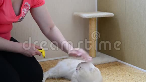 女人用兽人抓猫的皮毛视频的预览图