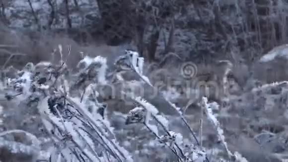 在snov覆盖下的冻草在寒风中摇曳视频的预览图