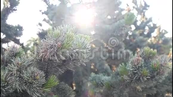 恰罗斯库罗圣诞树视频的预览图