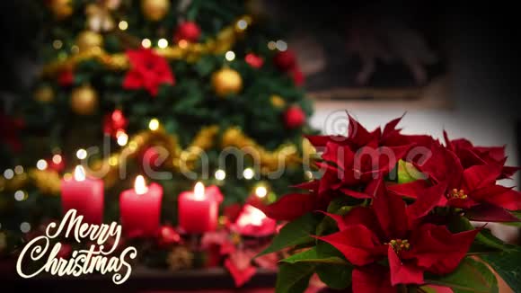 圣诞花一品红植物文字圣诞彩树背景视频的预览图