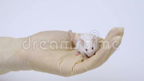 医学研究科学家持有实验室老鼠视频的预览图