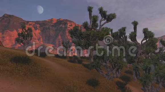 日落时乔舒亚树和岩石的灌丛视频的预览图