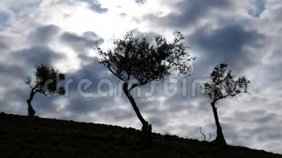 阴天的橄榄树视频的预览图