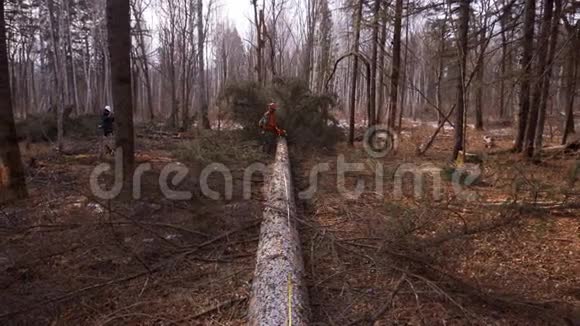 装载新锯木的伐木卡车离开了泰加的伐木场视频的预览图