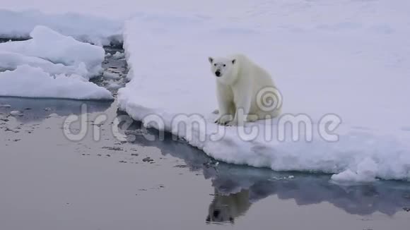 冰面上的北极熊视频的预览图