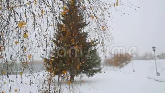 公园小巷树美丽的方式冬季深雪在缓慢的运动1920x1080视频的预览图