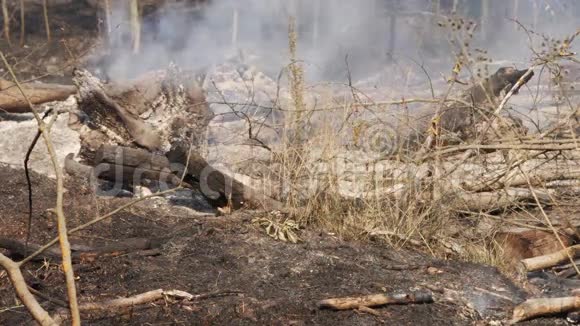 森林火灾烟雾烧毁的树木植被和地面风的漩涡烟雾视频的预览图