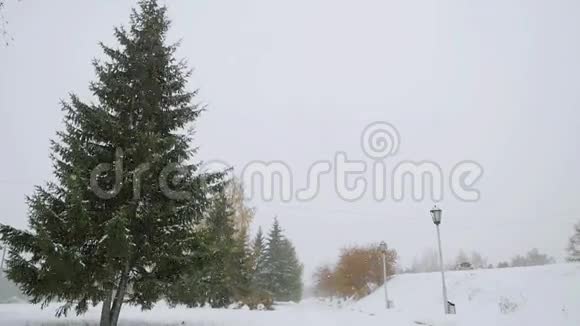 公园小巷树在冬季美丽的降雪在缓慢的运动1920x1080视频的预览图