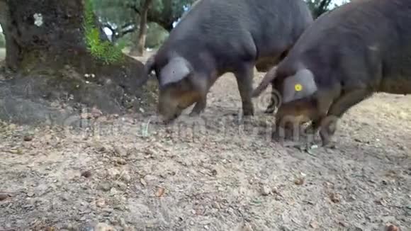 4黑伊比利亚猪吃橡子在田野埃斯特雷马杜拉猪群放牧视频的预览图
