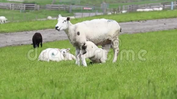 小羊羔在喝牛奶视频的预览图