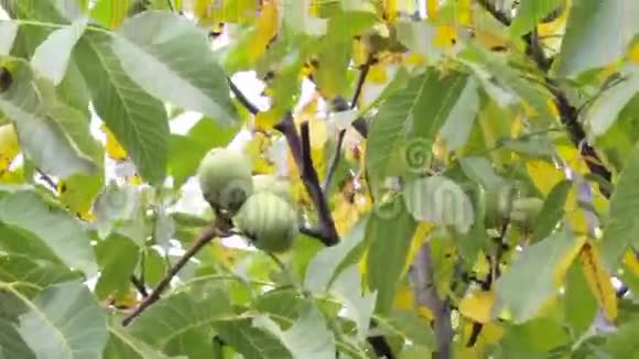黄叶核桃树视频的预览图