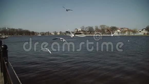 一群海鸥在湖边的城市码头上视频的预览图
