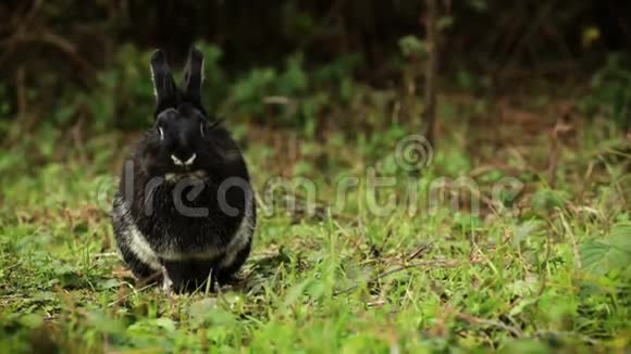 可爱的黑兔肖像视频的预览图