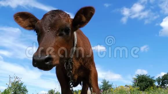 灰犊牛在草地上的天空背景和微笑的相机慢动作视频的预览图