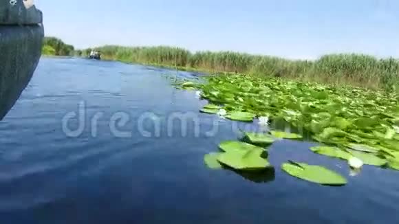 多瑙河三角洲生物圈保护区内一条充满百合花的水道视频的预览图