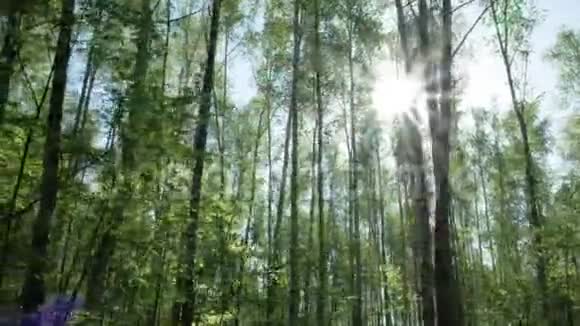 桦树的树干太阳照耀视频的预览图