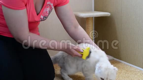 女人用兽人抓猫的皮毛视频的预览图
