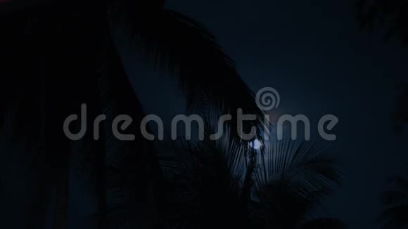 热带之夜的满月剪影棕榈树视频的预览图