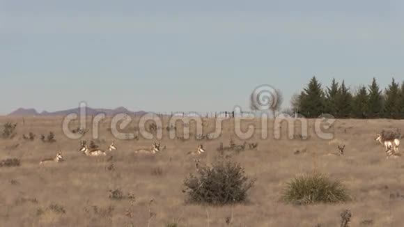 红角羚羊赫德德视频的预览图