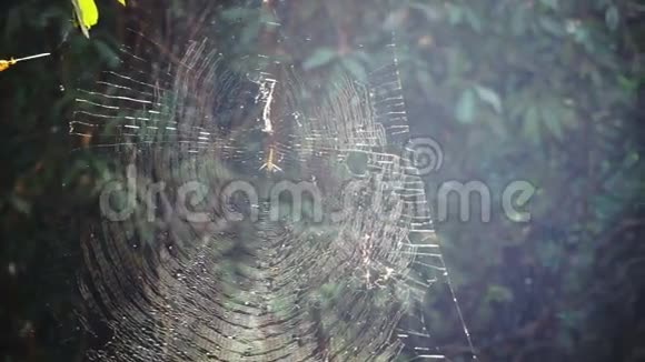 在森林阳光下的蜘蛛网抽象陷阱和危险视频的预览图