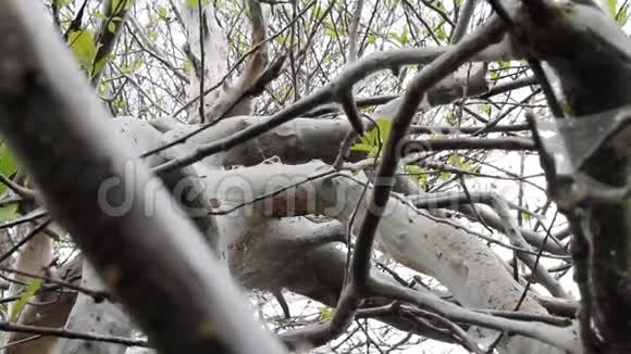 可怕的飞蛾杀死树木旋转网络视频的预览图