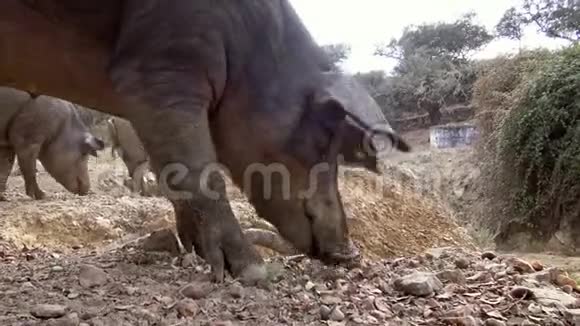 4黑伊比利亚猪吃橡子在田野埃斯特雷马杜拉猪群放牧视频的预览图