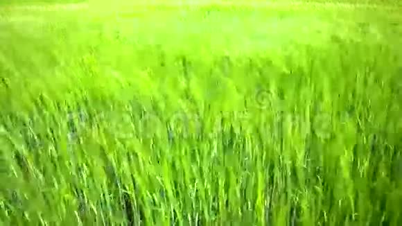 田野里的绿色麦穗视频的预览图