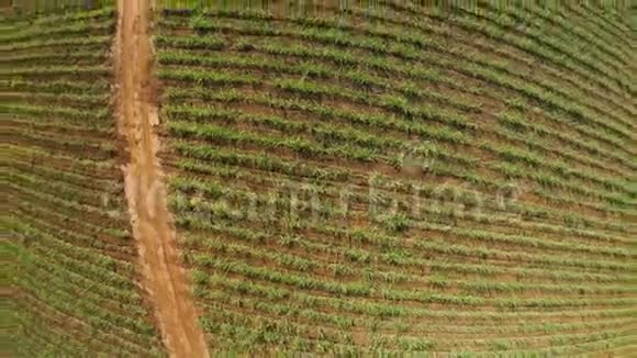 巴西甘蔗种植园的空中镜头视频的预览图